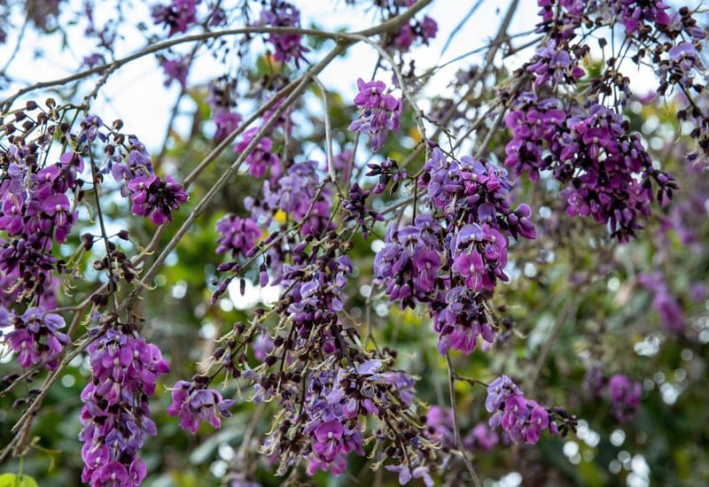 Toronto Functional Medicine Centre Explores Sucupira Medicinal Trees: A Functional Medicine Toronto Perspective